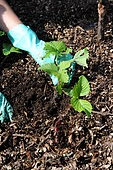 Lasagna bed ; plant fruits in lasagna bed. In soils that are poor, rocky, clayey or simply grassy, lasagna is a magical solution for planting fruit trees.
