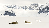 Two Crab-eating Seals (Lobodon carcinophaga) and Brown Skua (Catharacta antarctica) resting on pack ice in Wilhelmina Bay, Antarctica