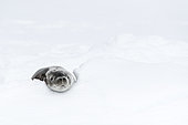 Casual attitude for this Weddell seal (Leptonychotes weddellii) on its pack ice, Antarctica