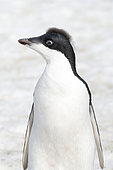 Remains of down on the head of this young Adélie Penguin (Pygoscelis adeliae), Antarctica