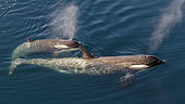 Killer Whale (Orcinus orca) female and her young seen in transparency, Antarctica