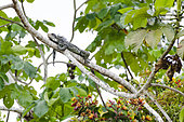 Green Iguana (Iguana iguana) resting on a branch, Peru