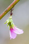 Fourmis champignonniste (Atta sp) transportant une fleur en forêt tropicale amazonienne du Pérou