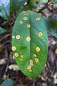 Pattern made by galls on a leaf of Amazon rainforest of Peru