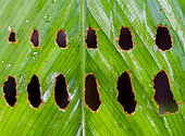 Motif done by nibbling a leaf-eating insect on a leaf in the Amazon rainforest of Peru