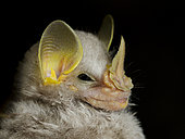Portrait of MacConnell's bat (Mesophylla macconnelli) in the Peruvian Amazon rainforest