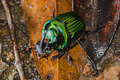 Scarab Beetle (Oxysternon silenus) male parasitized by a mite in the undergrowth of the Amazon rainforest of Peru