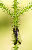 Adult cicada, Peruvian Amazon