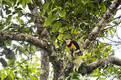 Scarlet-banded barbet (Capito wallacei), discovered in 1996 and endemic to Peru