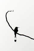 Peruvian racket-tail (Ocreatus underwoodii peruanus), Chinese shadow of Hummingbird Shadow, Peruvian Andes (2500m).