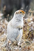 Arctic Ground Squirrel (Spermophilus parryii), Chukotka, Russian Far East