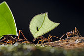 Ants mushroom (Atta sp) carrying leaves to their nest. The fly that we see is a parasitic Phoridae, which will seek to lay an egg in the worker. The larva will consume the interior of its host. The emergence will be by the trunk after decapitation of the victim (dissolution of the membranes of the neck).