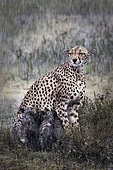 Cheetah (Acinonyx jubatus) female nursing her young in the rain, Serengeti, Tanzania. Asferico Italy 2015 - Highly Commended Glanzlichter Germany 2015 - Highly Commended