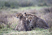 Cheetah (Acinonyx jubatus) in the rain, Serengeti, Tanzania.