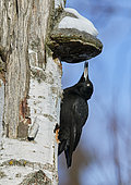 Black Woodpecker (Dryocopus martius) digging its way to the foot of the trunk, Helsinki, Finland