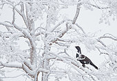 Capercaillie male (Tetrao urogallus), Salla, Finland