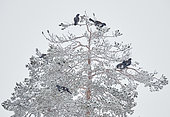Capercaillie male (Tetrao urogallus), Salla, Finland