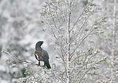 Capercaillie male feeding (Tetrao urogallus), Salla, Finland