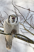Hawk Owl (Surnia ulula) vomits the pellet out before eating next vole, Helsinki, Finland