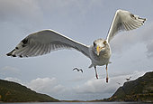 Herring Gull (Larus argentatus) in flight, Flatanger, Norway