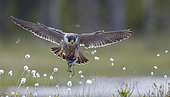 Peregrine (Falco peregrinus) and Ruff (Philomachus pugnax), Vaala, Finland