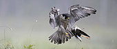 Peregrine (Falco peregrinus) and Ruff (Philomachus pugnax), Vaala, Finland