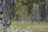 Peregrine taking bones away from the nest (Falco peregrinus), Vaala, Finland