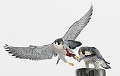 Peregrine (Falco peregrinus) Canada January 2017 Some wires removed
