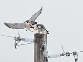 Faucon pèlerin (Falco peregrinus) en vol avec les restes de sa proie, Canada
