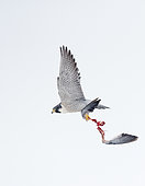 Peregrine (Falco peregrinus) in flight with the remains of its prey, Canada