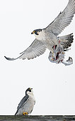 Peregrine (Falco peregrinus) in flight with the remains of its prey, Canada