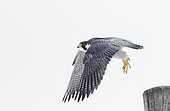 Faucon pèlerin (Falco peregrinus) s'envolant d'un poteau, Canada