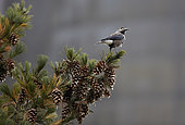 Spotted Nutcracker (Nucifraga caryocatactes) on pine, Joensuu, Finland