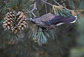 Spotted Nutcracker (Nucifraga caryocatactes) eating on pine, Joensuu, Finland