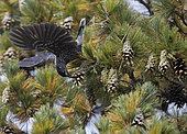 Spotted Nutcracker (Nucifraga caryocatactes) eating on pine, Joensuu, Finland