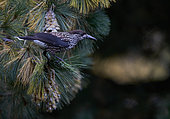 Spotted Nutcracker (Nucifraga caryocatactes), Joensuu, Finland