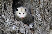 Virginia Opossum (Didelphis virginiana), adult with young animal looks curious from tree hole, Pine County, Minnesota, USA, North America