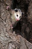 Virginia Opossum (Didelphis virginiana), young animal curiously climbs the tree trunk, animal portrait, Pine County, Minnesota, USA, North America
