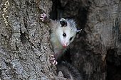 Virginia Opossum (Didelphis virginiana), young animal climbing on tree trunk, animal portrait, Pine County, Minnesota, USA, North America
