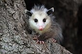 Virginia Opossum (Didelphis virginiana), young animal on tree trunk, vigilant, animal portrait, Pine County, Minnesota, USA, North America