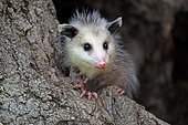 Virginia Opossum (Didelphis virginiana), young animal on tree trunk, vigilant, animal portrait, Pine County, Minnesota, USA, North America