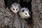 Virginia Opossum (Didelphis virginiana), two young animals on tree trunk, vigilant, animal portrait, Pine County, Minnesota, USA, North America