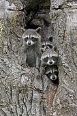Raccoons (Procyon lotor), three young animals looking curiously from tree cave, Pine County, Minnesota, USA, North America