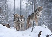 Grey Wolves (Canis lupus), two juveniles and one adult animal, standing in the snow, captive, Bavaria, Germany, Europe