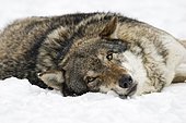 European wolf (Canis lupus lupus) in winter, captive, Bavaria, Germany, Europe