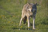 European wolf (Canis lupus lupus), captive, Bavaria, Germany, Europe