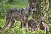 European wolf (Canis lupus lupus), with pups, captive, Germany, Europe
