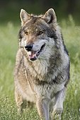 Eurasian Wolf (Canis lupus lupus)