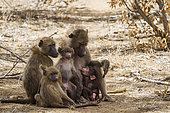 Chacma baboon (Papio ursinus) family with babies in Kruger National park, South Africa