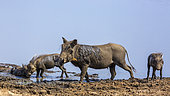 Common warthog (Phacochoerus africanus) mother and three cub mud bathing in Kruger National park, South Africa